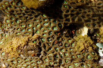 Zoantheria