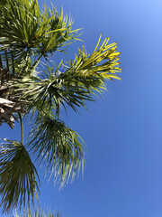 Fototapeta premium palm tree against blue sky
