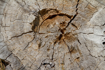 Tree trunk cross section in close up