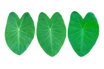 Bon leaves on isolated white background with clipping path.