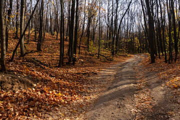Road in the autumn forest in the Falcon Mountains