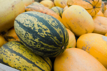 Autumn harvest of colorful pumpkin vegetables for sale on farm