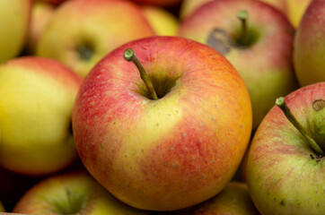 New harvest of big ripe red apples