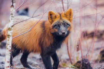 Fox close-up in the reserve in winter resting, looking at the camera