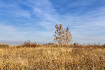 Obraz premium Autumn landscape with a lonely birch in a field against a blue sky 