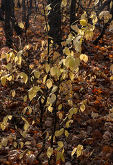 Light yellow leaves on a bush in an autumn forest