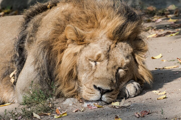 Asiatic Lion (Panthera leo persica) male