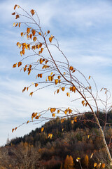 Birch branch with autumn yellow leaves on a blue sky background