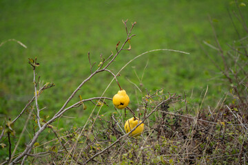 
Quince stalk in early autumn and its yellow fruit