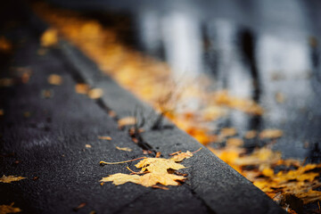 Yellow maple leaves on the asphalt next to a puddle.