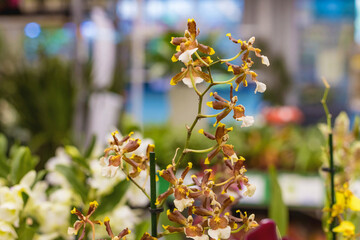 Cambria is a flower of the Orchid family, a hybrid of Oncidium and Miltonia. Brown and yellow petals. Natural bright floral background for the designer.