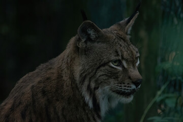 luchs, katze, tier, rotluchs, wild, wild lebende tiere, säugetier, felino, natur