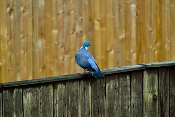 Wood pigeon on a fence in Coventry, England, UK