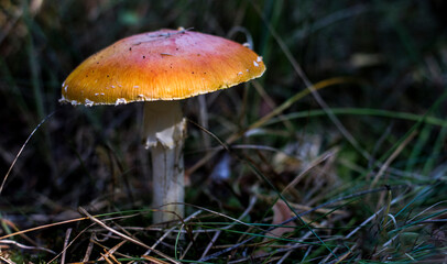 Poisonous mushrooms in the Latvian forest.
