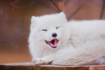 A very beautiful arctic fox in the reserve is resting during the day in winter
