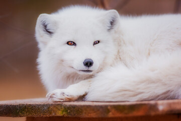 Obraz premium A very beautiful arctic fox in the reserve is resting during the day in winter