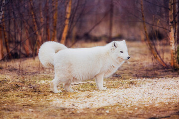 Fototapeta na wymiar A very beautiful arctic fox in the reserve is resting during the day in winter