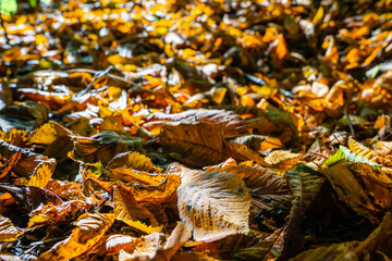 Autumn leaf litter