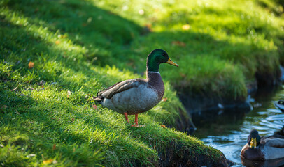 Male Duck Standing The