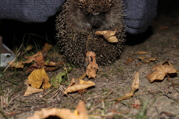 Spiny hedgehog in hands