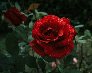 rose rouge
