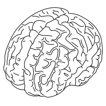 Line art drawing of brain. Vector illustration. 