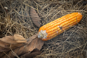 maize