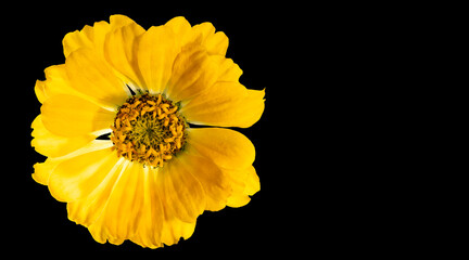 Zinnia flower. Autumn flowers. Isolated background. Close-up. High-resolution macro photography. Full depth of field. Print and design concept.