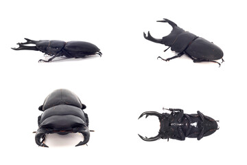 オオクワガタのオス