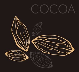 Cocoa beans illustration. Engraved style illustration. Chocolate cocoa beans. Vector illustration