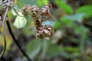 Fruits of the plant on the basis of which beer is brewed . In Russia, it is called hops .