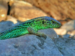 lizard on a tree