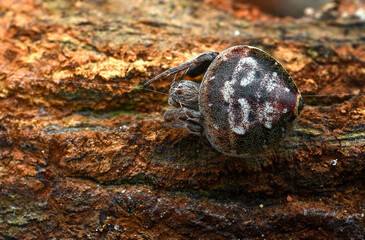 A striped spider is perched on the surface of the bark