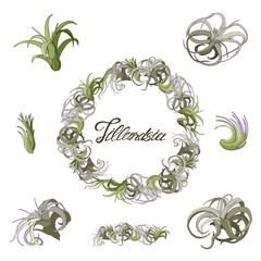 Vector illustration of air exotic plants. Tillandsia wreath.