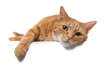 Portrait of an orange tabby cat slumped over a table isolated on a white background