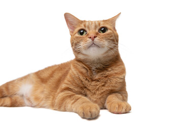 Orange Tabby Cat looking up isolated on a white background