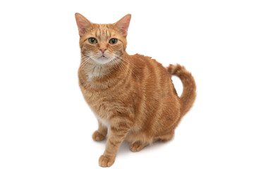 Obraz premium Full body portrait of an orange tabby cat isolated on a white background