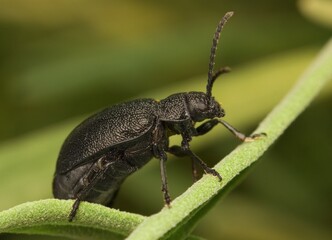 black bug Galeruca tanaceti on a leaf