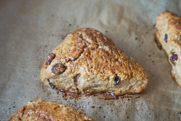 Traditional fresh baked English homemade scones with raisins for breakfast.   