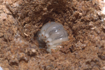 オオクワガタの二令幼虫