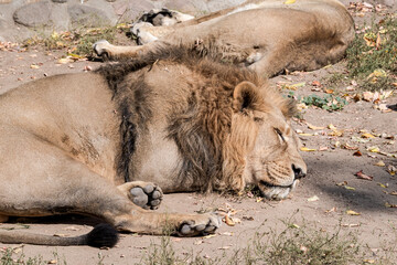 Asiatic Lion (Panthera leo persica) male