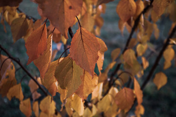 Autumn background - yellow fall foliage hanging on tree branches
