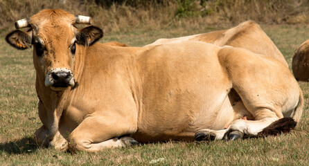Vache Aubrac à La Chaze-de-Peyre, France