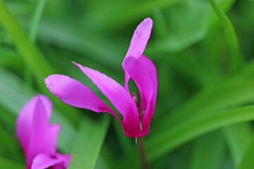 Pink Cyclamen flower in Spring