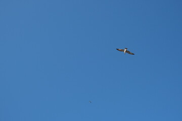 A seagull flies in the blue sky.
