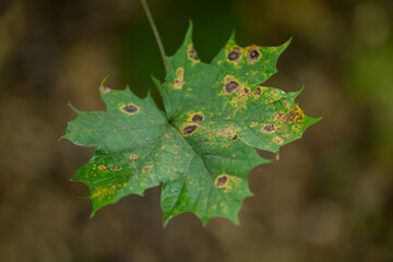 Green leaf damaged by aphids. sick foliage. Autumn background. Selective focus