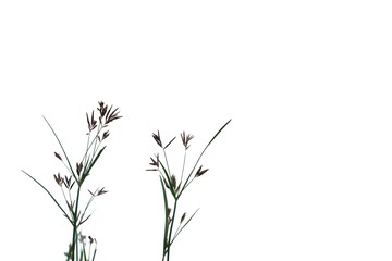 Wild grass bush with flower blossom on white isolated background 