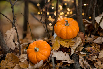 pumpkins in nature in fallen leaves, lights from garlands, bokeh. Autumn background
