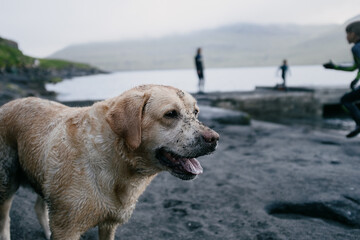 Yellow Labrador at beach, kids running in background. Böur village beach, Vágar, Faroe Islands.