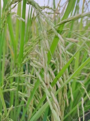 rice in the field